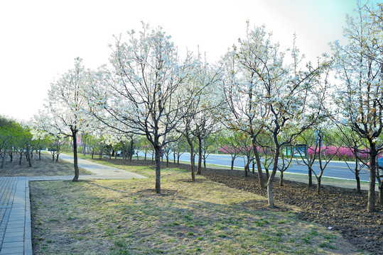 梨花树林
