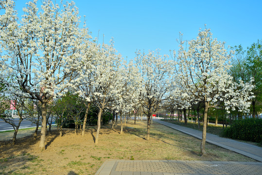 一树梨花开