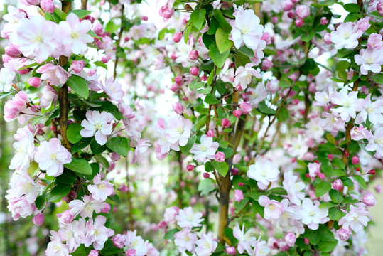 鲜花背景墙