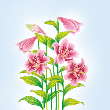 百合花圖片