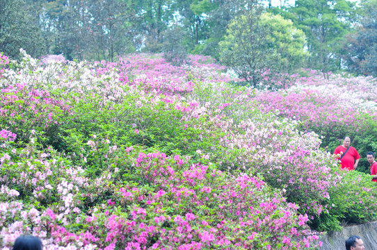 杜鹃花