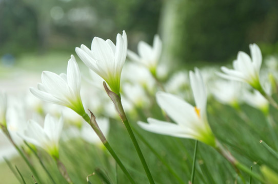 白色花丛