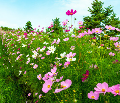 格桑花