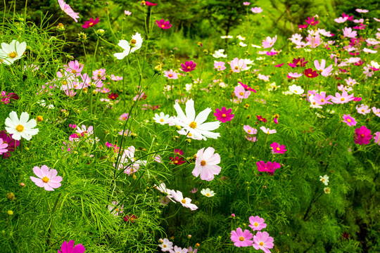 格桑花