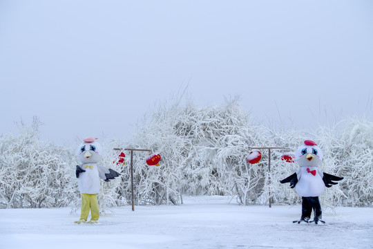 冰天雪地丹顶鹤