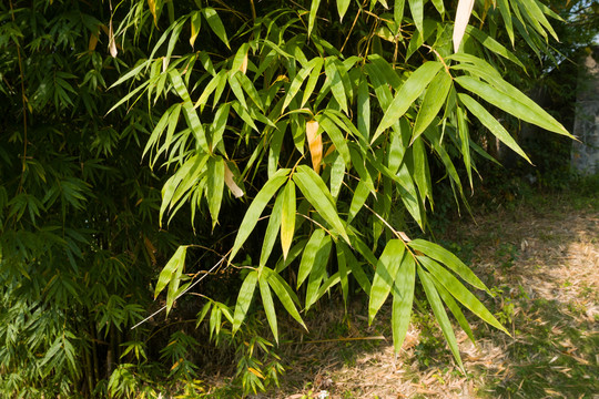 庭院绿化观赏植物绿色的竹子