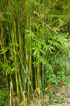 庭院绿化观赏植物绿色的竹子