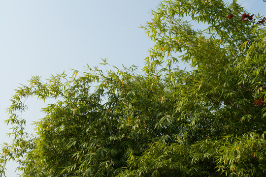 庭院绿化观赏植物绿色的竹子