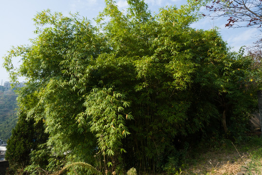 庭院绿化观赏植物绿色的竹子