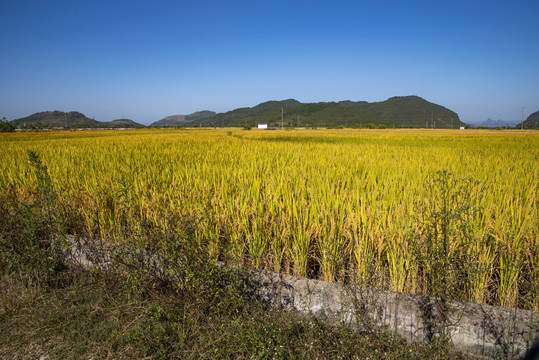 稻田