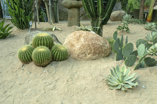 沙生植物园林景色