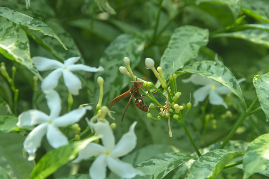 花头大黄蜂