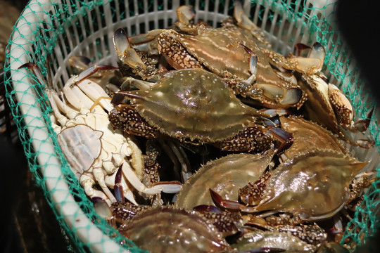 野生东海红膏梭子蟹