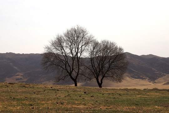 阿尔山草原树