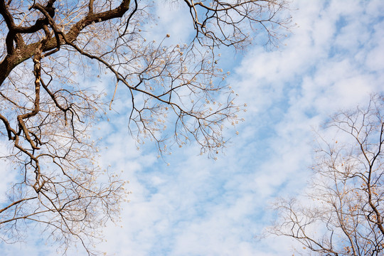 树枝与天空