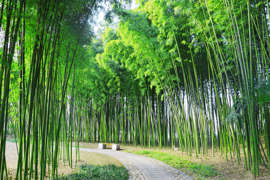 清新竹林小路