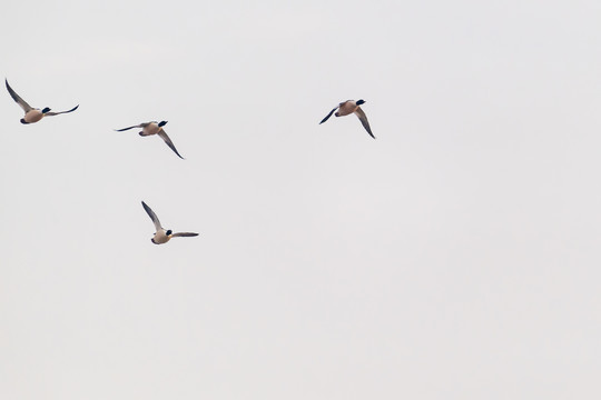 飞翔的野鸭