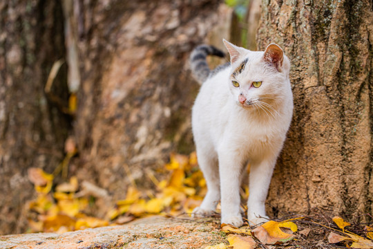 银杏树下的花猫