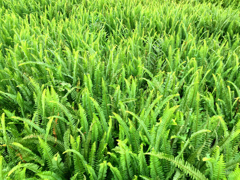 绿色植物背景摄影