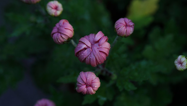 菊花