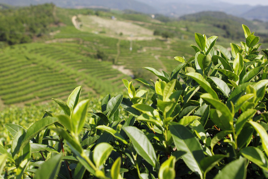 茶叶特写