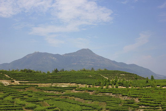 茶园茶叶