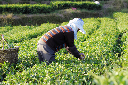 茶山采茶