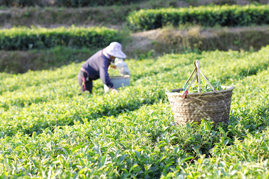 茶山采茶