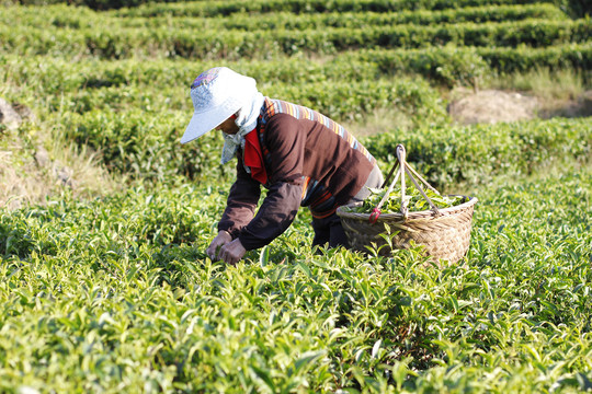 茶山采茶