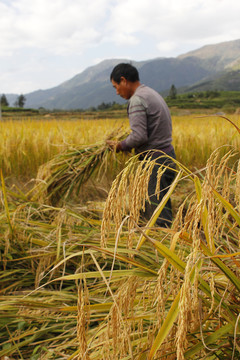 农民收割水稻