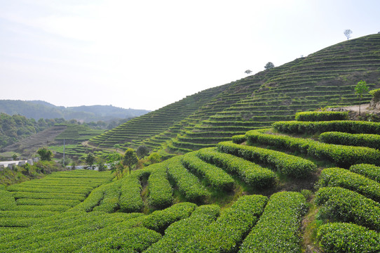 茶园茶叶