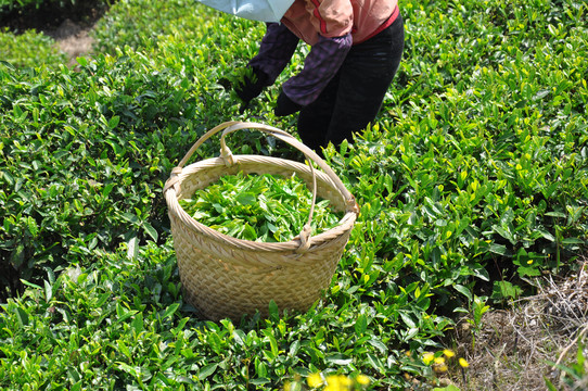 茶山采茶