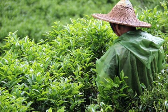 茶山采茶