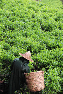 茶山采茶