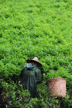 茶山采茶