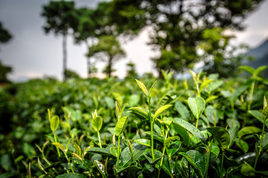 茶山茶叶