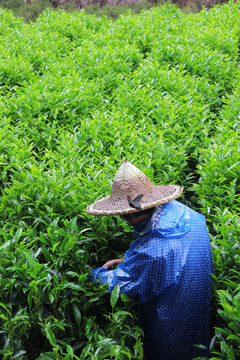 茶山采茶