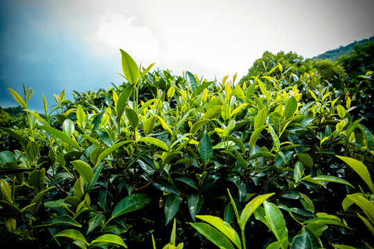 茶山茶叶