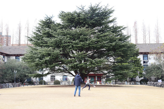 上海同济大学校园景观