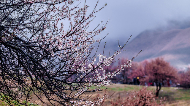 山花节