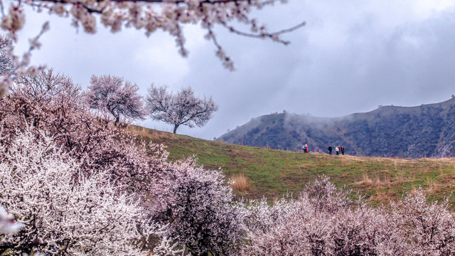 山花