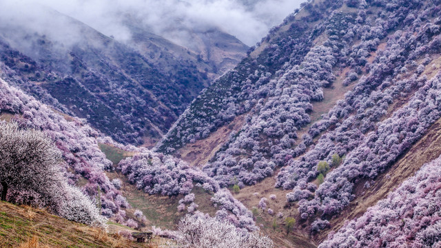 杏花沟