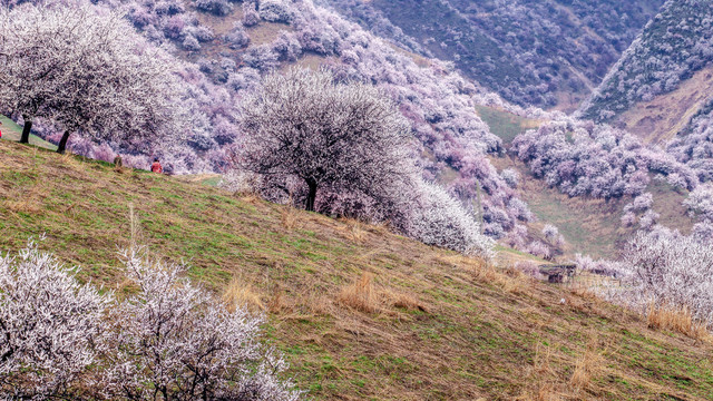 山花