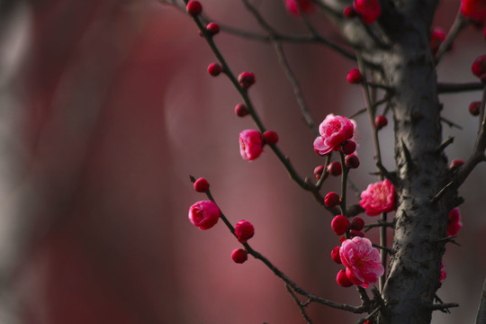 枝桠梅花