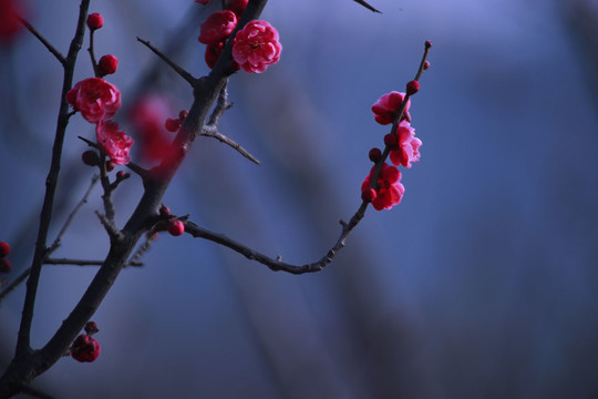 梅枝梅花