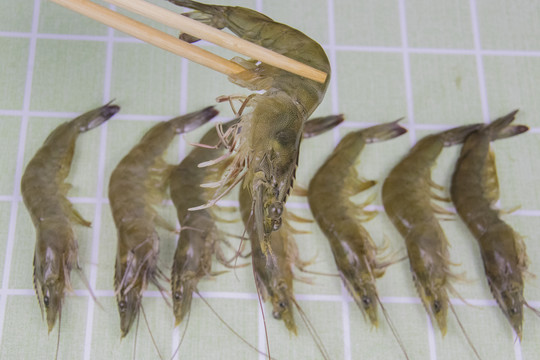 新鲜斑节虾