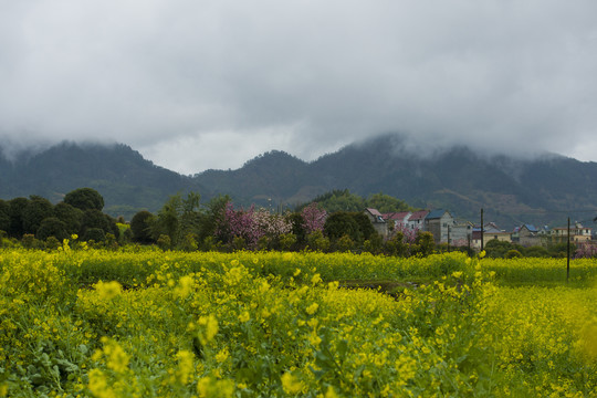 乡村油菜花