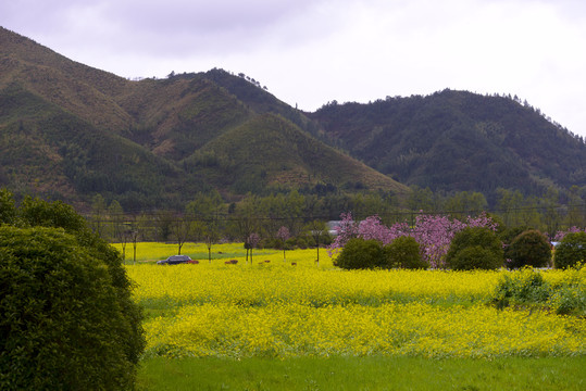 乡村油菜花