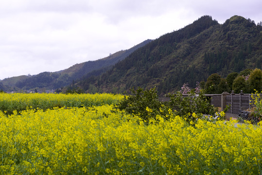 乡村油菜花