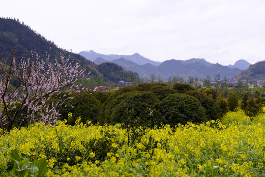 乡村油菜花